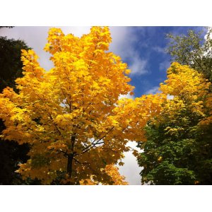 Javor mliečny (Acer platanoides) ´PRINCETON GOLD´ - výška 250-300 cm, obvod kmeňa 6/8 cm, kont. C20L